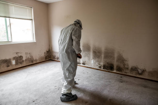 Why You Should Choose Our Mold Remediation Services in Deer Park, NY